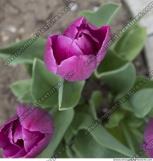 flower tulip 0004